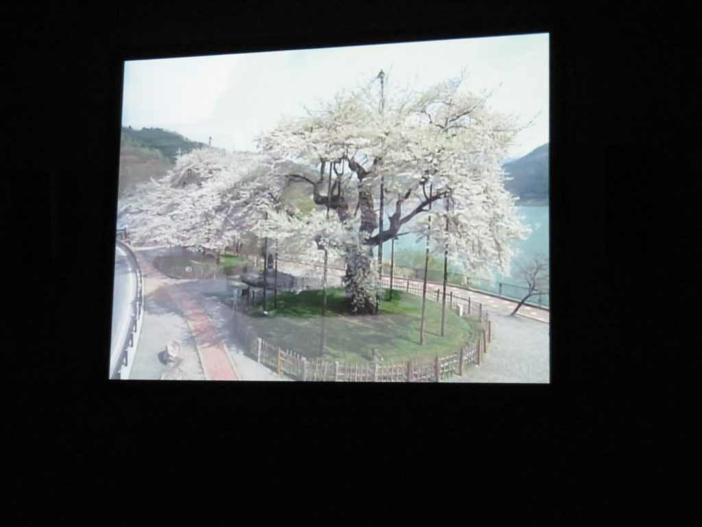 ドキュメンタリー映画の一幕、荘川桜の画像
