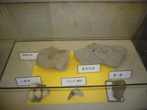 貝、植物、象の歯の化石