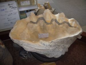 オオシャコガイの化石