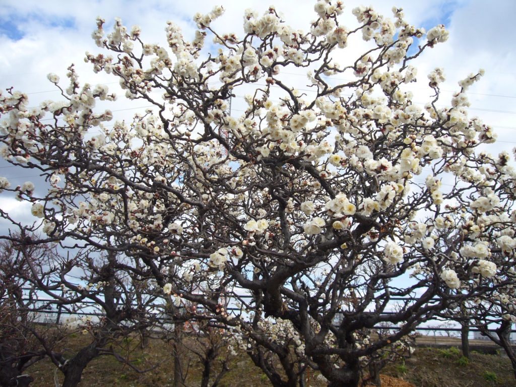 白色の八重咲きの梅