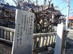 梅の名所の写真。弘法大師が杖を地面に刺し梅となったと言われる「弘法の梅」もあります