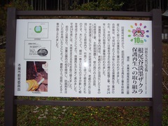 桜の保護再生の写真。国指定天然記念物の淡墨桜は、幾度となく保護再生の工事が行われています。