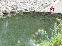 ヤナ場の写真。武儀川の水は、川底の石が見えるぐらい透明できれいです