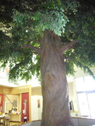 シンボルツリーの写真。エントランスホール、緑の葉が生い茂る「元気の樹」があります