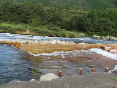 長良川に掛かるヤナの写真。長良川の強い流れにも耐える竹で組まれたヤナは白波が立ち壮観です