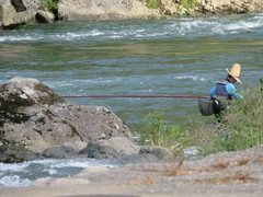 鮎の友釣りの写真。長良川本流では、長い竿でおとり鮎を泳がせる「友釣り」が盛んです