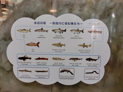 すぐそばを流れる吉田川の生き物の写真。模型が展示されています