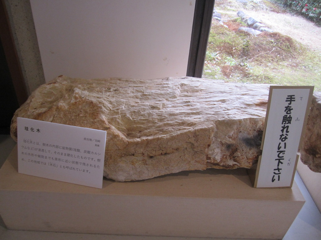 木の化石の写真