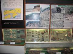 化石の展示の写真。分かりやすくパネルで説明されています