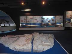 恐竜の化石の写真。展示コーナー
