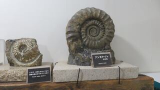 化石の展示の写真。触ることが出来ます