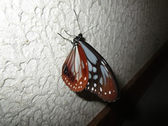 壁に蝶がとまっていましたの写真。高原に生息する動植物を見ることもできます。