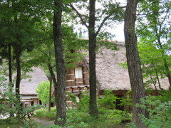 木々の間から見える合掌造り家屋の写真。野外博物館は、木々に囲まれとても良い雰囲気です。