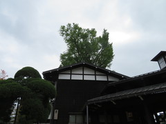 飛騨槇柏と大イチョウの写真。文化館前の剪定された槇柏と、屋根から顔を出す大イチョウ