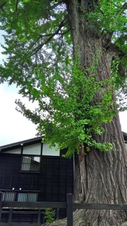 福全寺跡の大イチョウの写真。文化館の裏には古川のシンボルツリーの大イチョウがあります