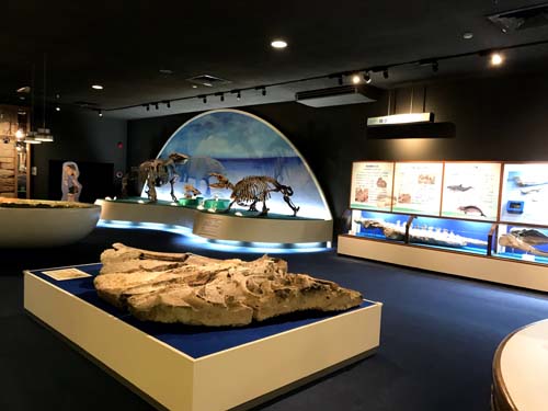 瑞浪市化石博物館の展示室写真