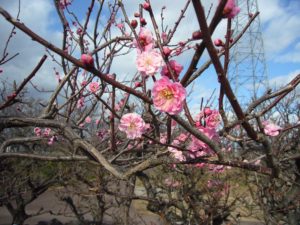 ピンク色の八重咲きの梅