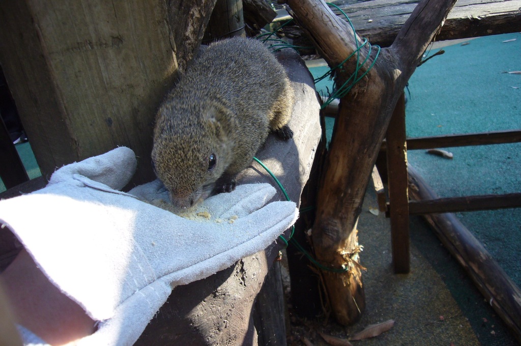 リスの餌やりの写真