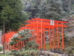 楓稲荷神社の写真。神橋の右手に、赤い鳥居が並び楓稲荷神社があります