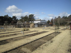 博物館前の薬草園の写真。ゲンノショウコなど約700種類の薬草・薬木が栽培されています。