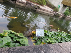 涼しげな人工池の写真。オアシスパークの中央には人工池があり、錦鯉が気持ち良さそうに泳いでいます