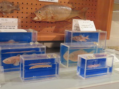 川の生き物の写真。標本で見られます
