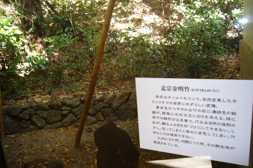 孟宗金明竹（もうそうきんめいちく）の写真