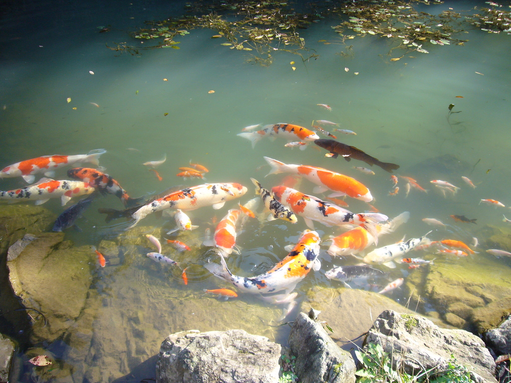 池の中を泳ぐ錦鯉の写真