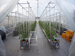 ミニトマトのハウスの写真。受付の隣のハウスではミニトマトも栽培されています