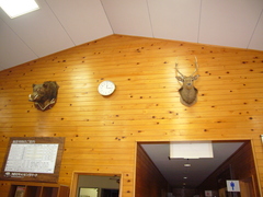 野生動物の剥製の写真。センターハウスの受付の壁に周辺に生息するイノシシと鹿の剥製が飾られています