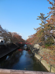 水門川の写真。桜は美しく、春には、舟下り、たらい舟も出ます。