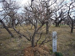 記念樹の写真。前の県知事の梶原さんが記念に植えられた梅
