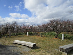 座って梅を観賞の写真。木製のベンチ