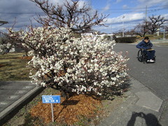 満開の白梅の写真。浄化センターには１月下旬から咲く白色で八重咲きの梅の木があります