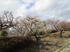 色とりどりの梅の写真。浄化センターの堤、赤色、白色、ピンク色など多種多様の梅の木
