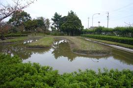 学習田としての堀田の写真。堀田が再現され、地元の小学生が米作りを行っています