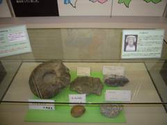 各地で産出したアンモナイトの写真。図鑑などでよく目にする絶滅した海洋軟体動物アンモナイトの化石