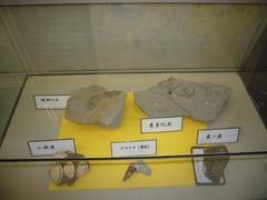 いろいろな化石の写真。２枚貝や巻き貝、植物、象の歯等の化石
