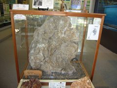 ウミユリの化石の写真。約２億5000万年前のヒトデやウニの仲間