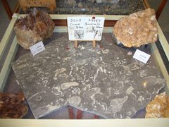 ウミユリとスカチネラの化石の写真。金生山の下部層にはウミユリが密集する場所がありました