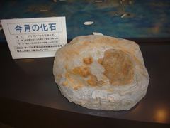 今月の化石コーナーの写真。金生山以外の産地の化石を、毎月入れ替えて展示