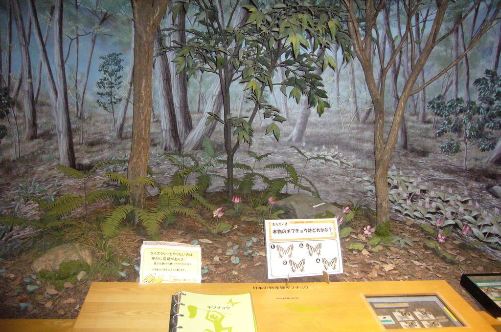 岐阜で最初に発見された日本の特産種「ギフチョウ（岐阜蝶）」の写真
