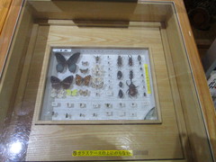 標本ボックスの写真。足元に蝶々やカブトムシなどの標本があります