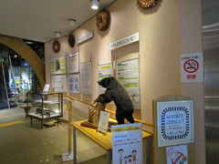 熊のはく製の写真。自然観察の森への通路に展示されています