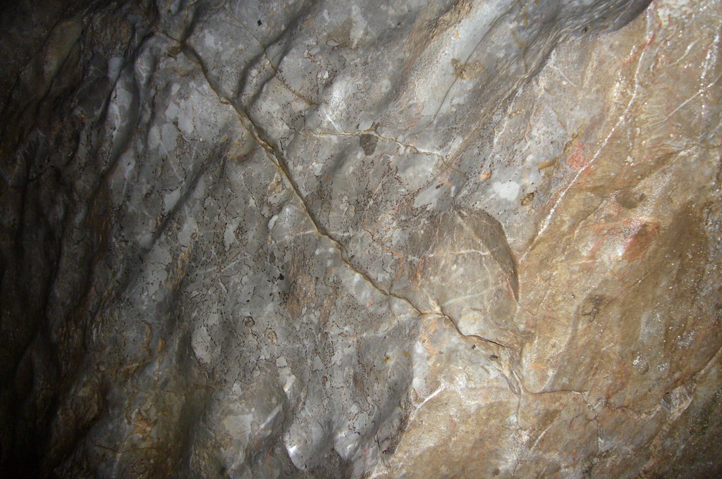 2億年前の化石 の写真
