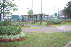 バラを中心とした庭園の写真。公園の中央付近には藤棚も2ヶ所あります