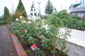 神戸町及び皇室のバラの写真。噴水の近くに皇室ゆかりのバラが植えられています