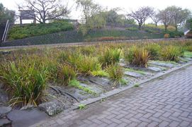 菖蒲（しょうぶ）池の写真。公園入口には菖蒲池がありバラと同時期の5月中旬から6月上旬に花を咲かせます