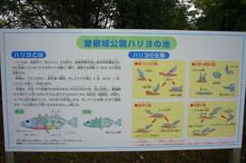 ハリヨの池の写真。ハリヨは湧水などの清水でしか生息できません