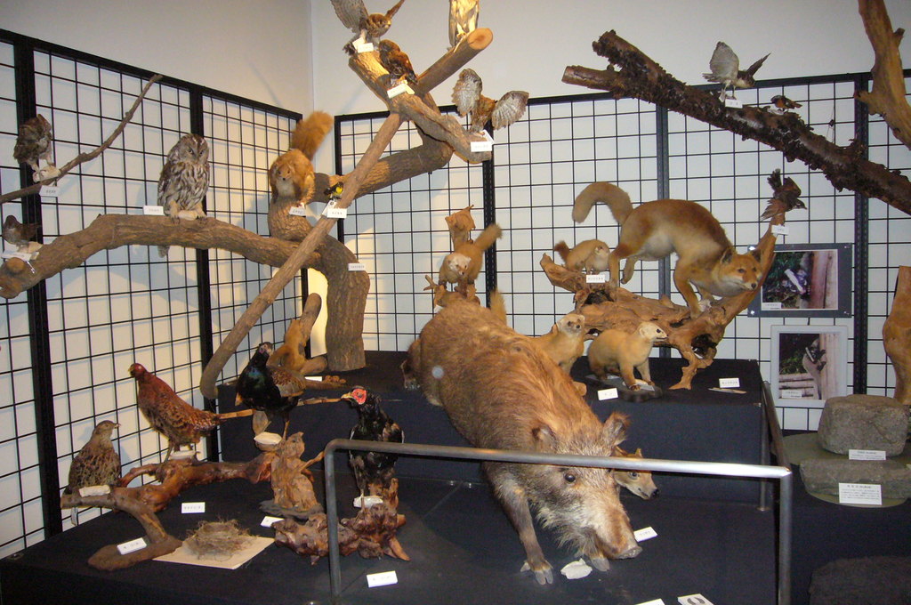 動植物の剥製や標本の展示の写真